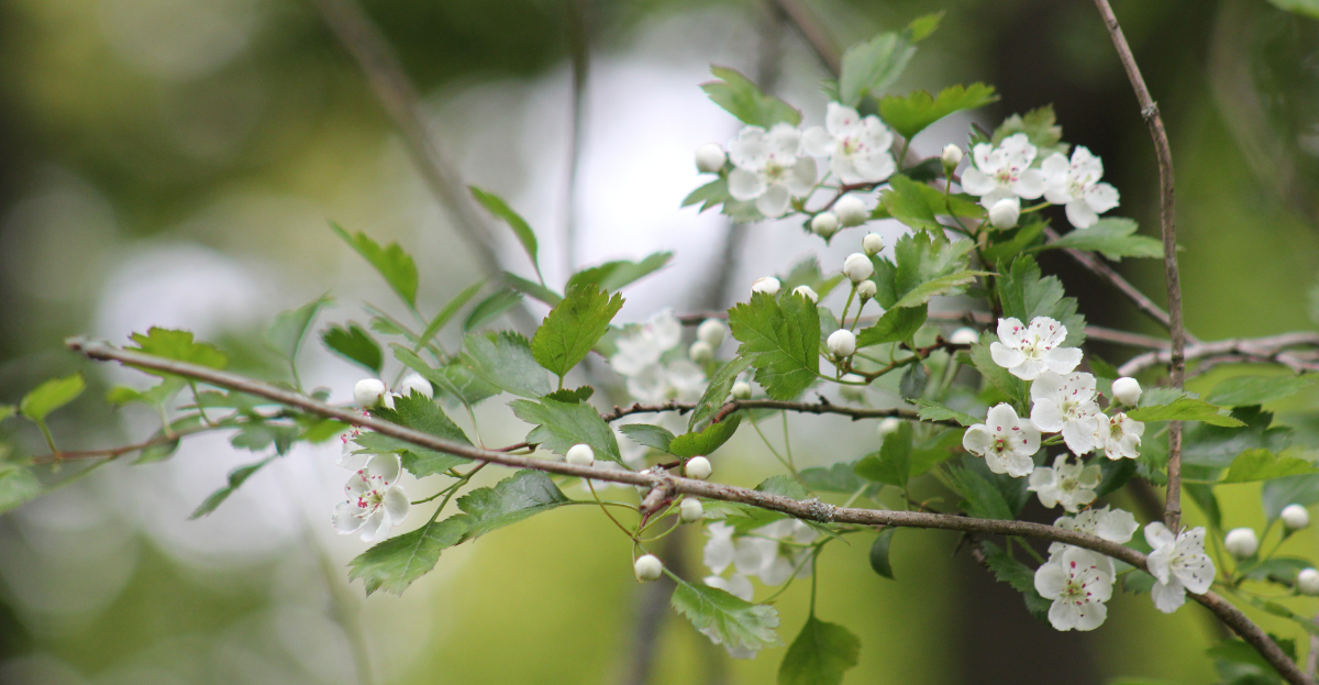 Hawthorn bush
